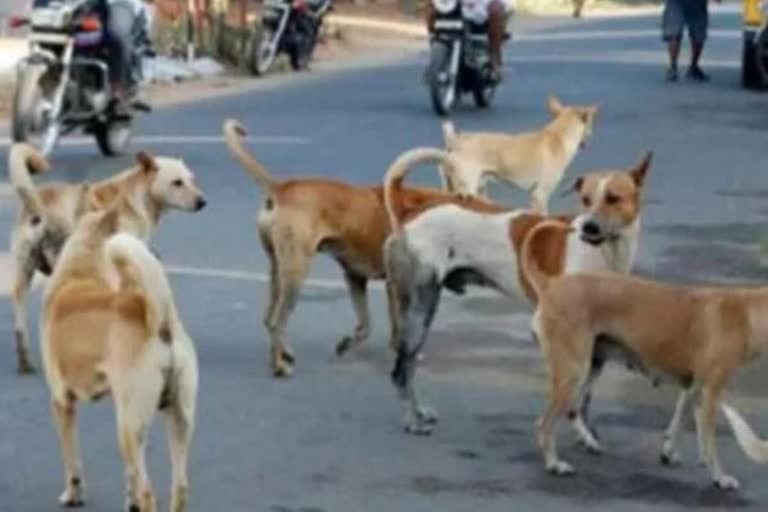 Tragic Loss: 8-Year-Old Girl Dies in Agra After Stray Dog Bite, Mother's Home Remedies Fail