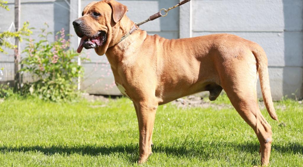 Karnataka High Court Overturns Centre's Ban on 23 'Ferocious' Dog Breeds