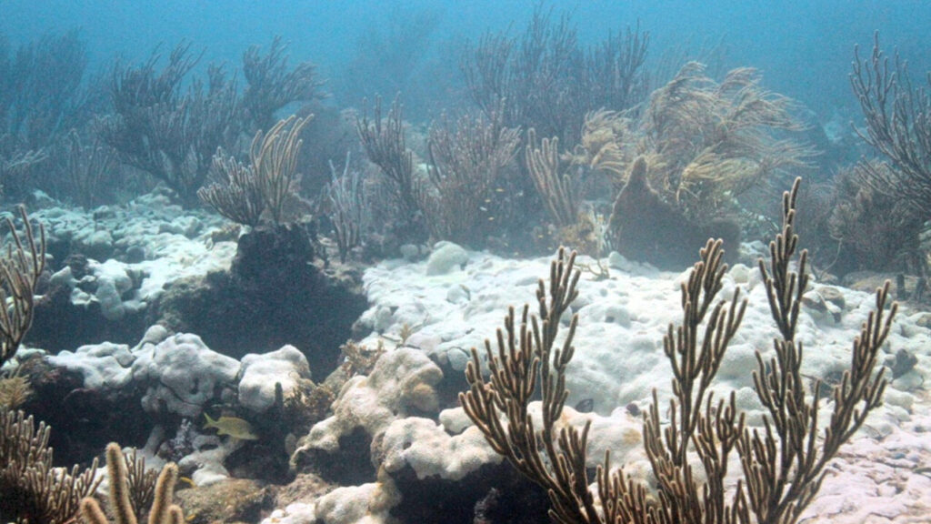 Indian Ocean Faces Near-Permanent Heatwave Threat, Study Warns
