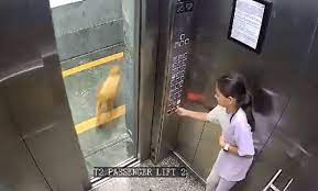 Girl Bitten by Dog in Lift at Noida Apartment, Incident Captured on CCTV