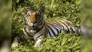 Ranthambore Tigress, Suspected of Being a Man-Eater, Captured After Attacking Two People